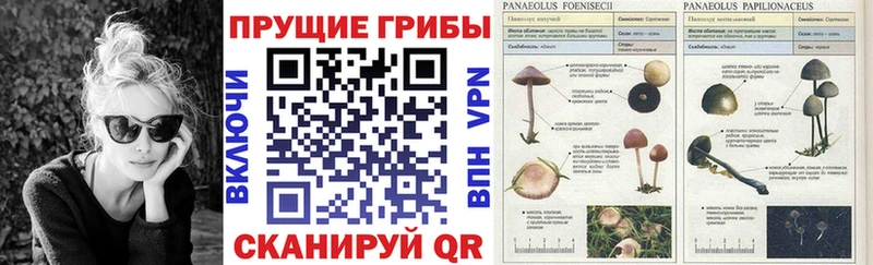 где купить наркотик kraken tor Псилоцибиновые грибы мицелий Волчанск